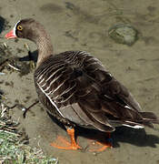 Lesser White-fronted Goose