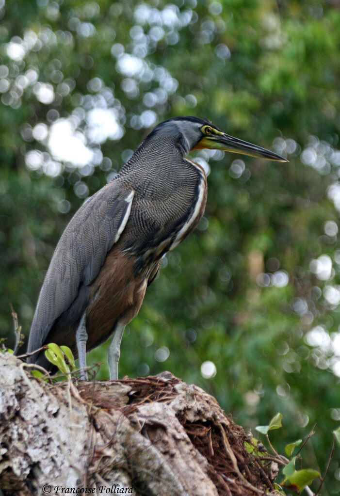 Bare-throated Tiger Heronadult, identification