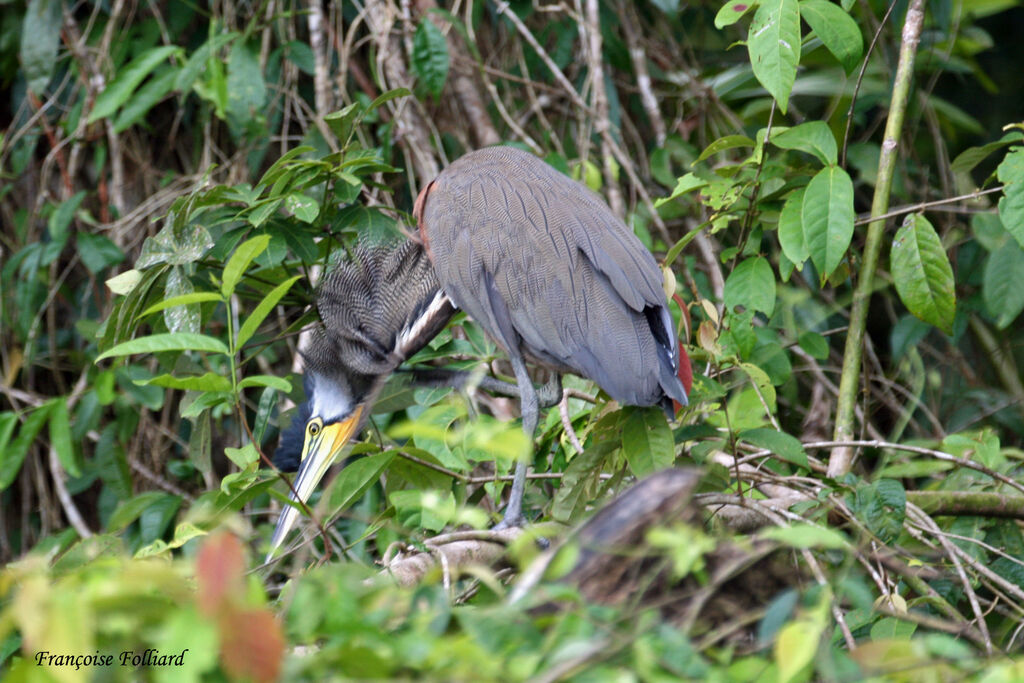 Bare-throated Tiger Heronadult, identification, Reproduction-nesting