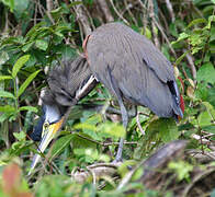 Bare-throated Tiger Heron