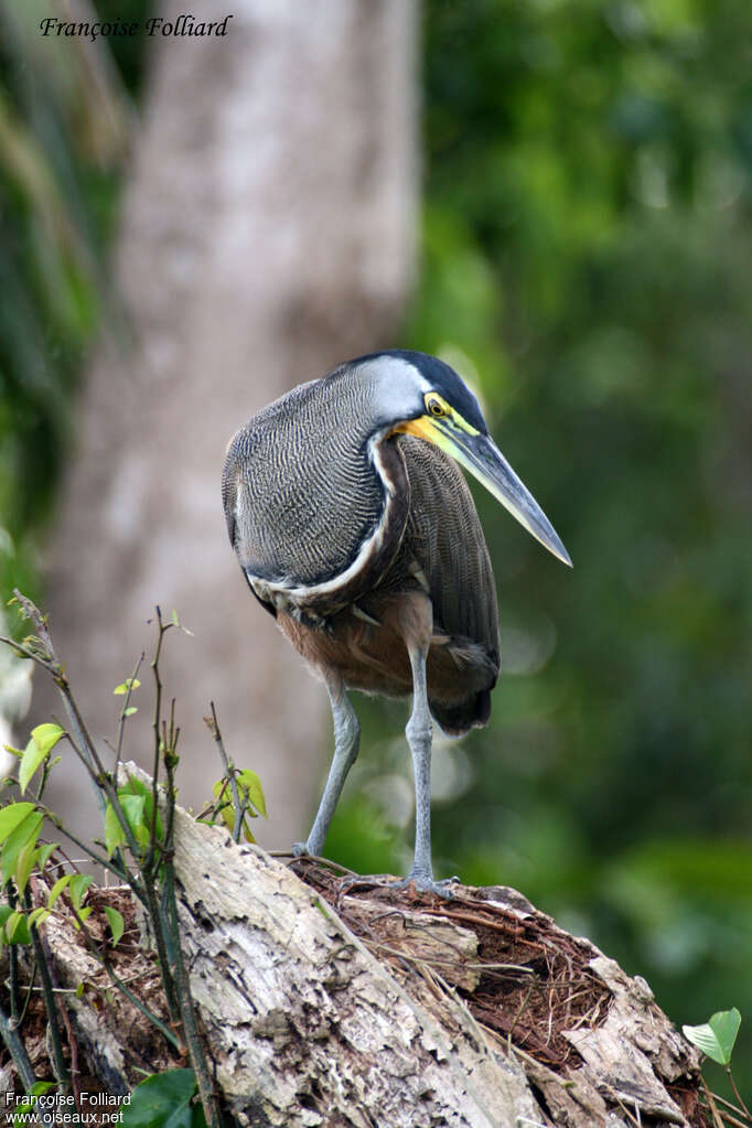 Bare-throated Tiger Heronadult, identification, Reproduction-nesting