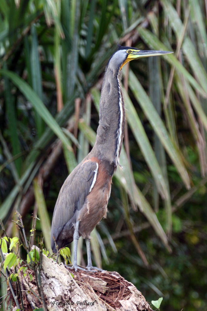 Bare-throated Tiger Heronadult, identification