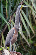 Bare-throated Tiger Heron