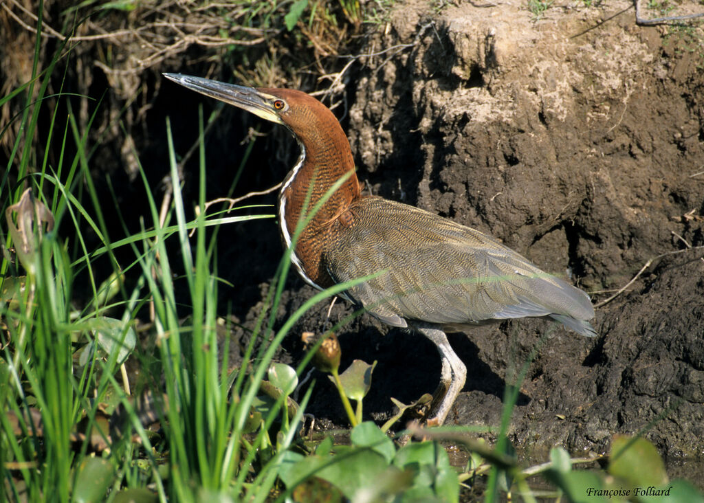 Rufescent Tiger Heronadult, identification