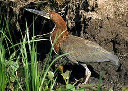 Rufescent Tiger Heron