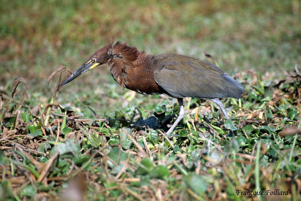 Rufescent Tiger Heronadult, identification