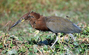 Rufescent Tiger Heron