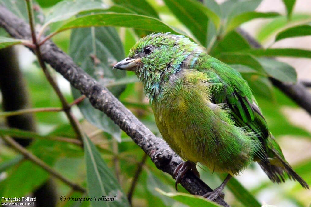 Blue-crowned Chlorophoniaimmature, identification