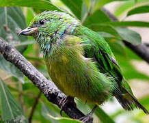 Blue-crowned Chlorophonia