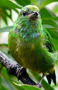 Blue-crowned Chlorophonia