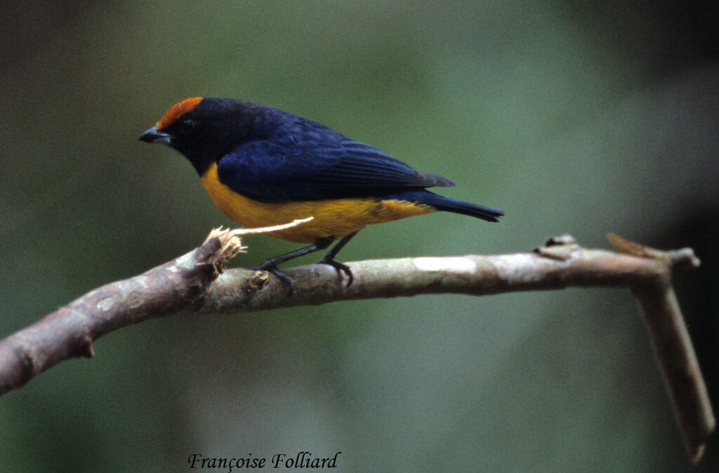 Orange-bellied Euphoniaadult, identification