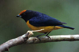 Orange-bellied Euphonia