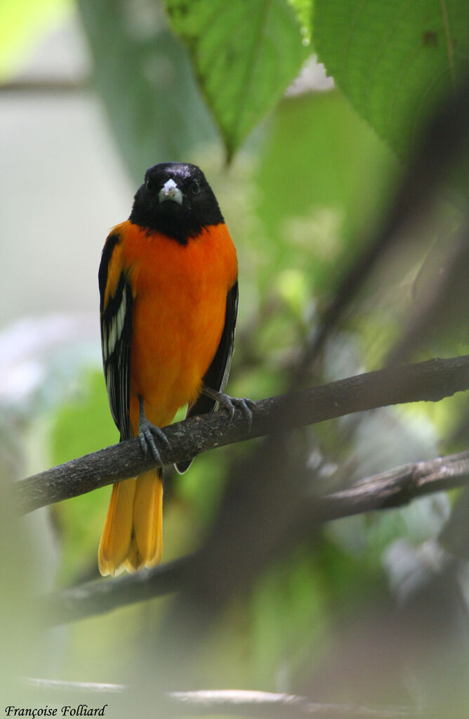 Oriole du Nordadulte, identification