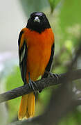 Oriole du Nord