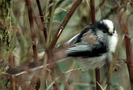 Long-tailed Tit