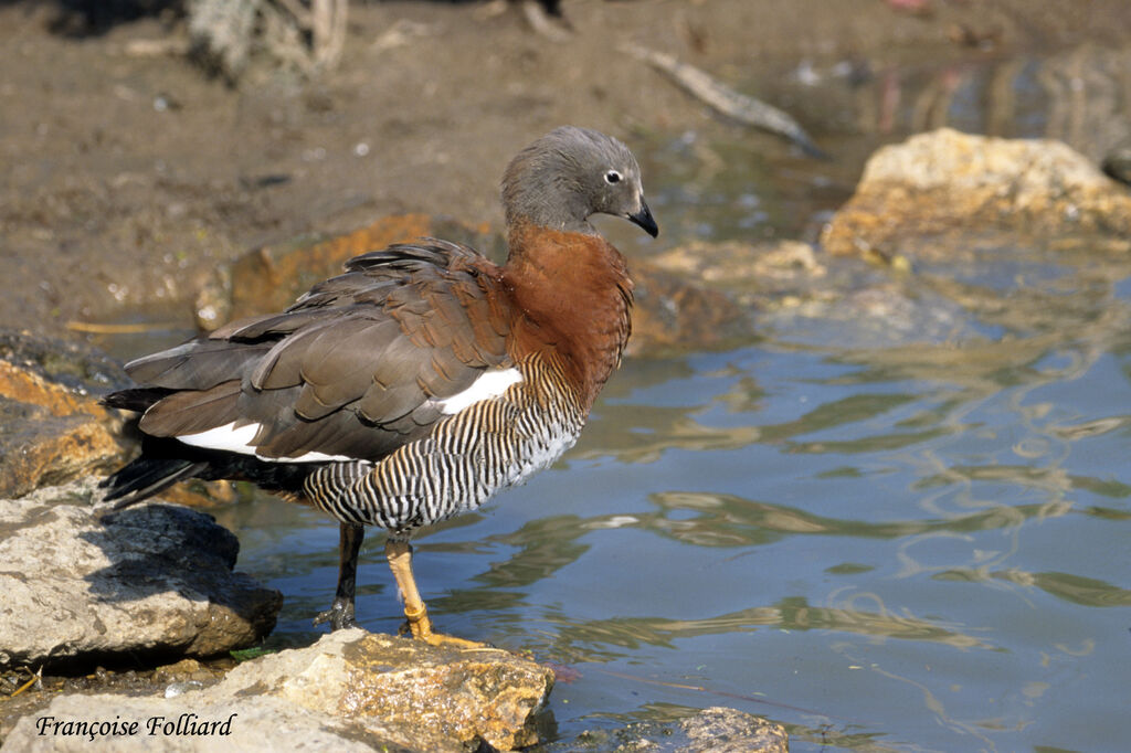 Ashy-headed Goose, identification