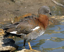 Ashy-headed Goose