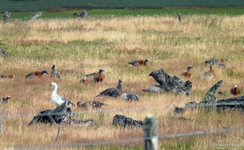 Ashy-headed Goose