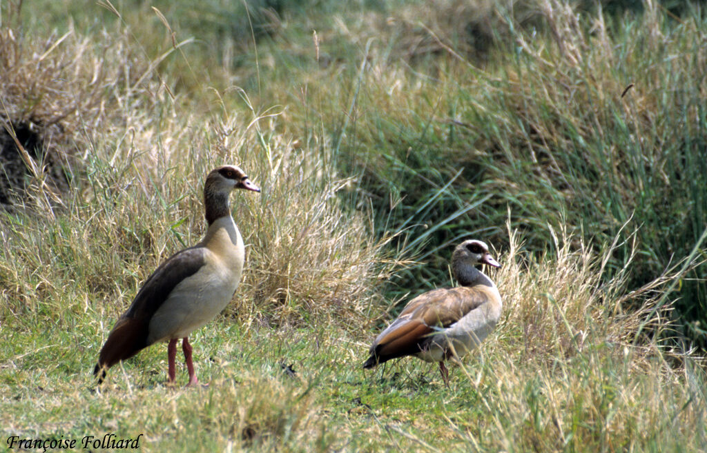 Egyptian Gooseadult, identification