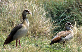 Egyptian Goose