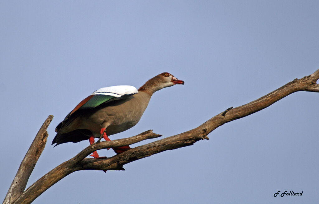 Egyptian Gooseadult, identification