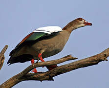 Egyptian Goose