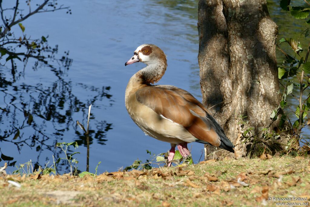 Egyptian Goose