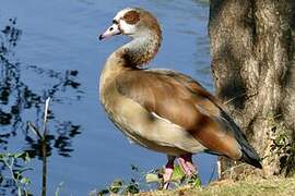 Egyptian Goose