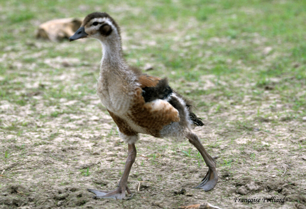 Orinoco Gooseimmature, identification