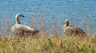 Upland Goose