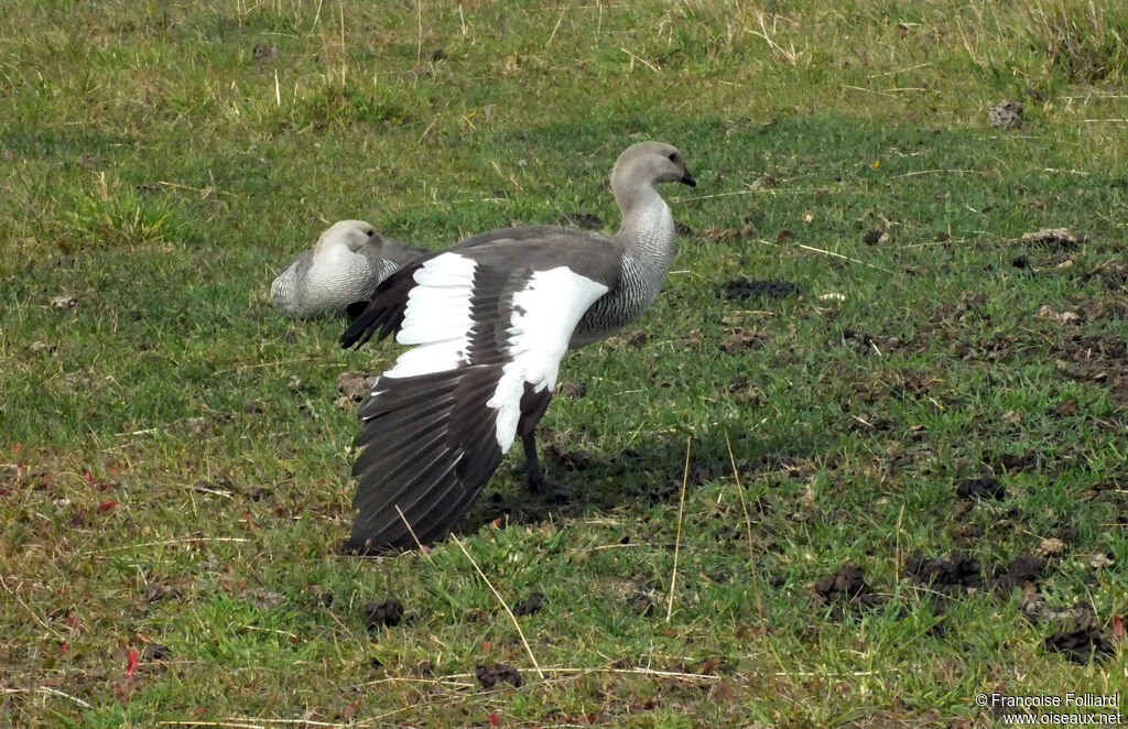 Upland Goose male