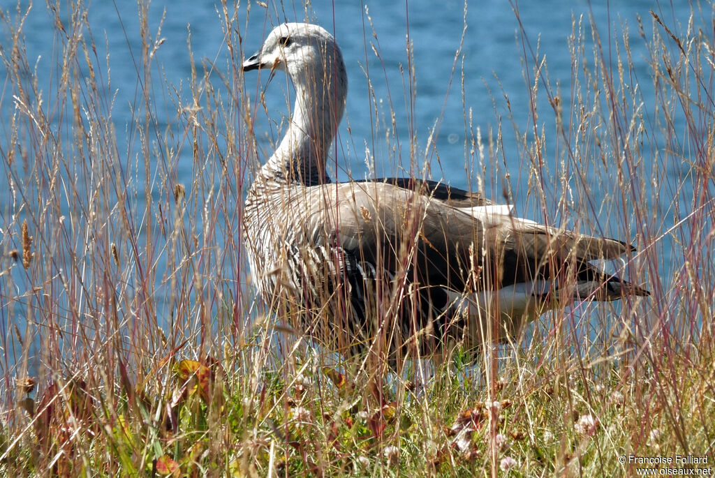 Upland Goose male