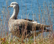 Upland Goose