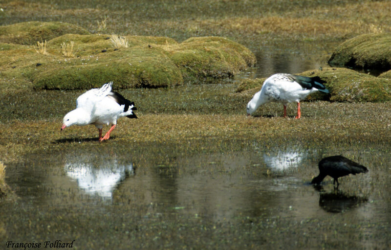 Andean Goose, identification, feeding habits