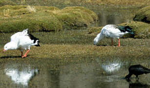 Andean Goose