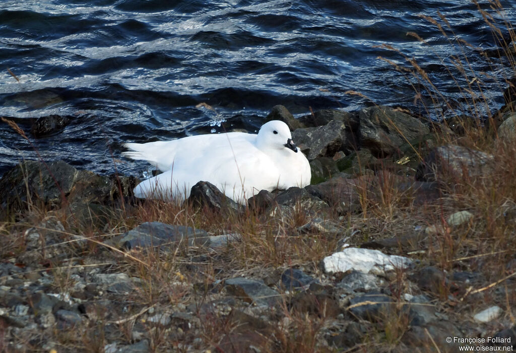 Kelp Goose male