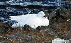 Kelp Goose