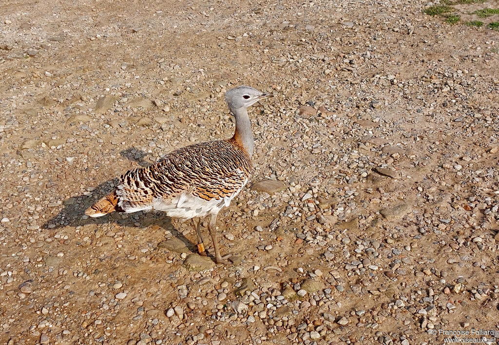 Outarde barbueadulte nuptial, identification