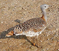 Great Bustard