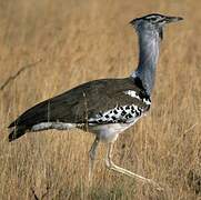 Kori Bustard