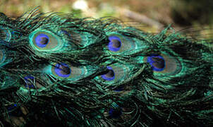 Indian Peafowl