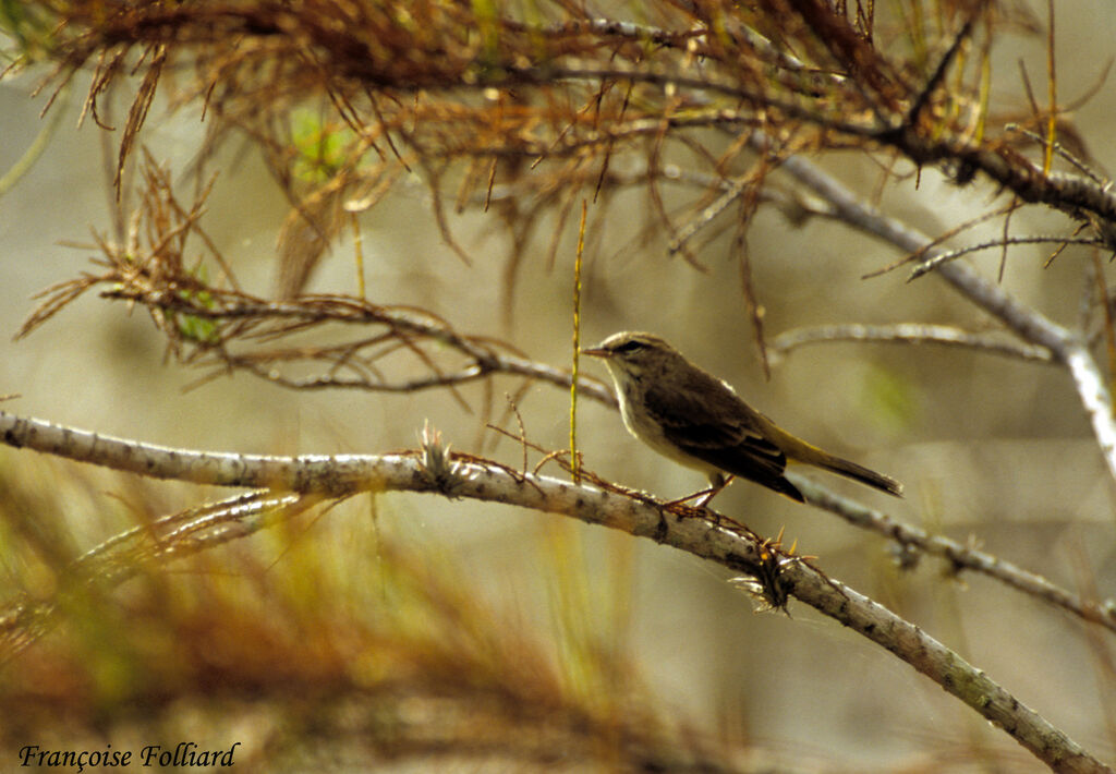 Palm Warbler