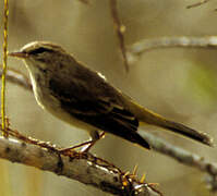 Palm Warbler