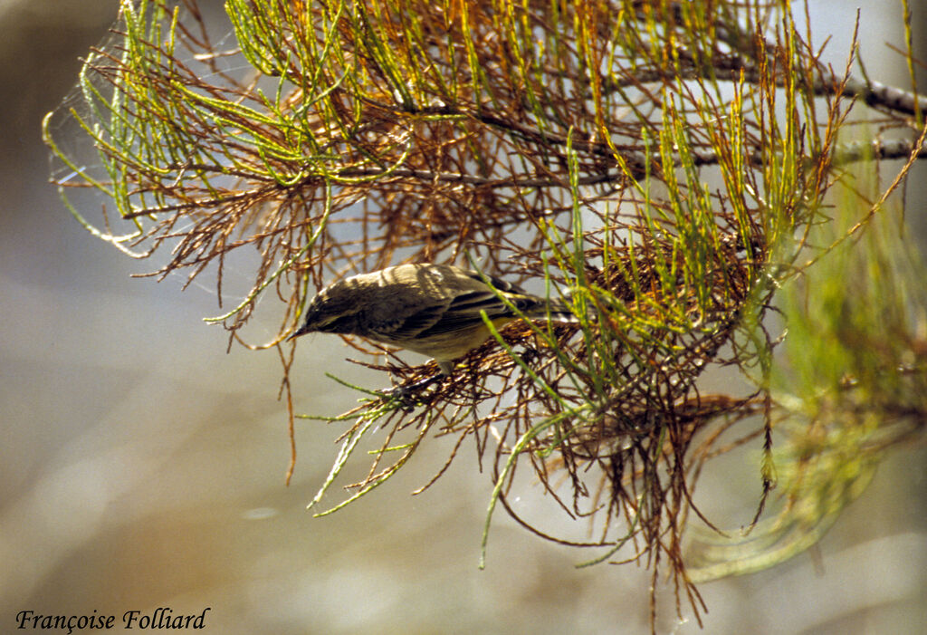 Palm Warbler