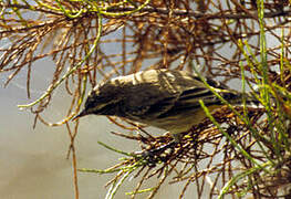 Palm Warbler