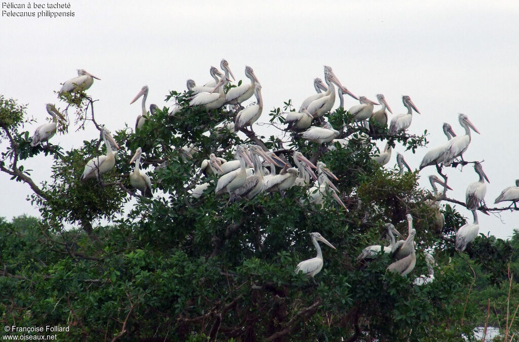 Spot-billed Pelican, identification, Behaviour