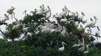 Spot-billed Pelican