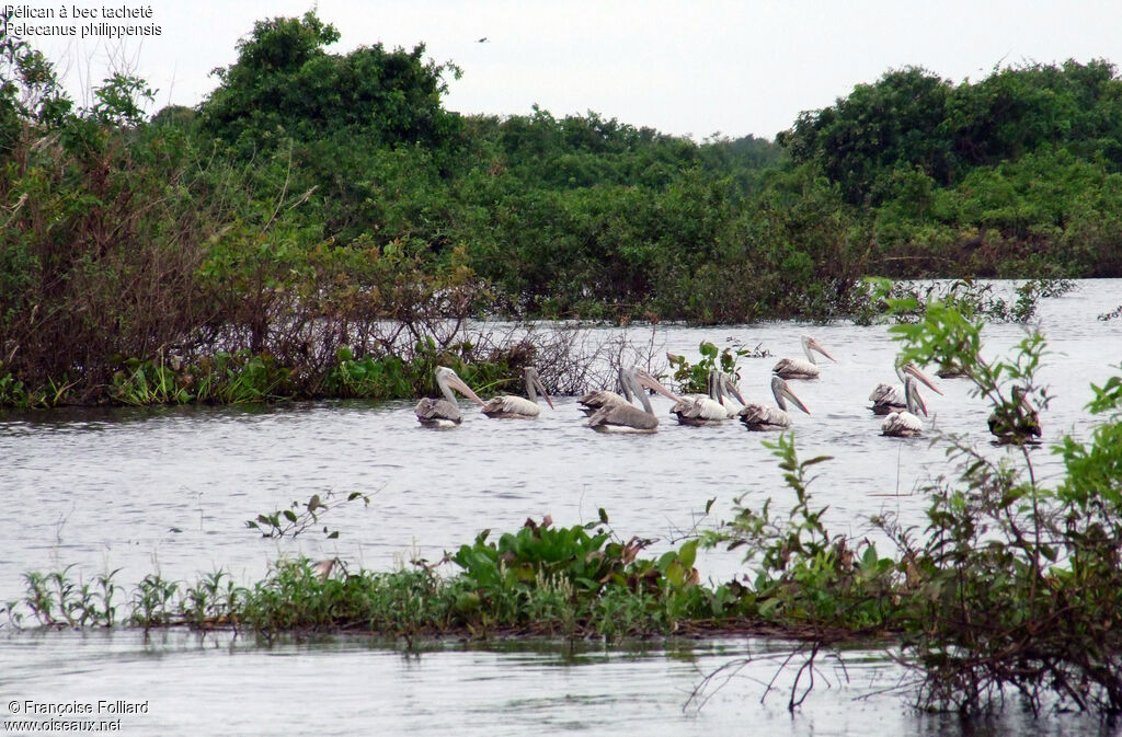 Spot-billed Pelican, identification