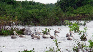 Spot-billed Pelican