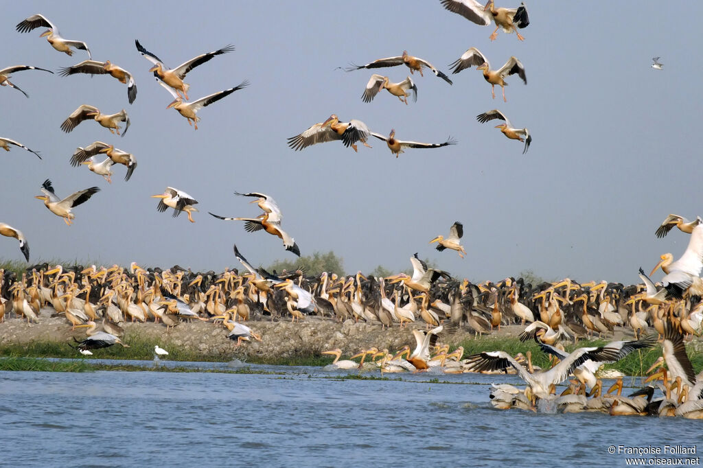 Great White Pelican